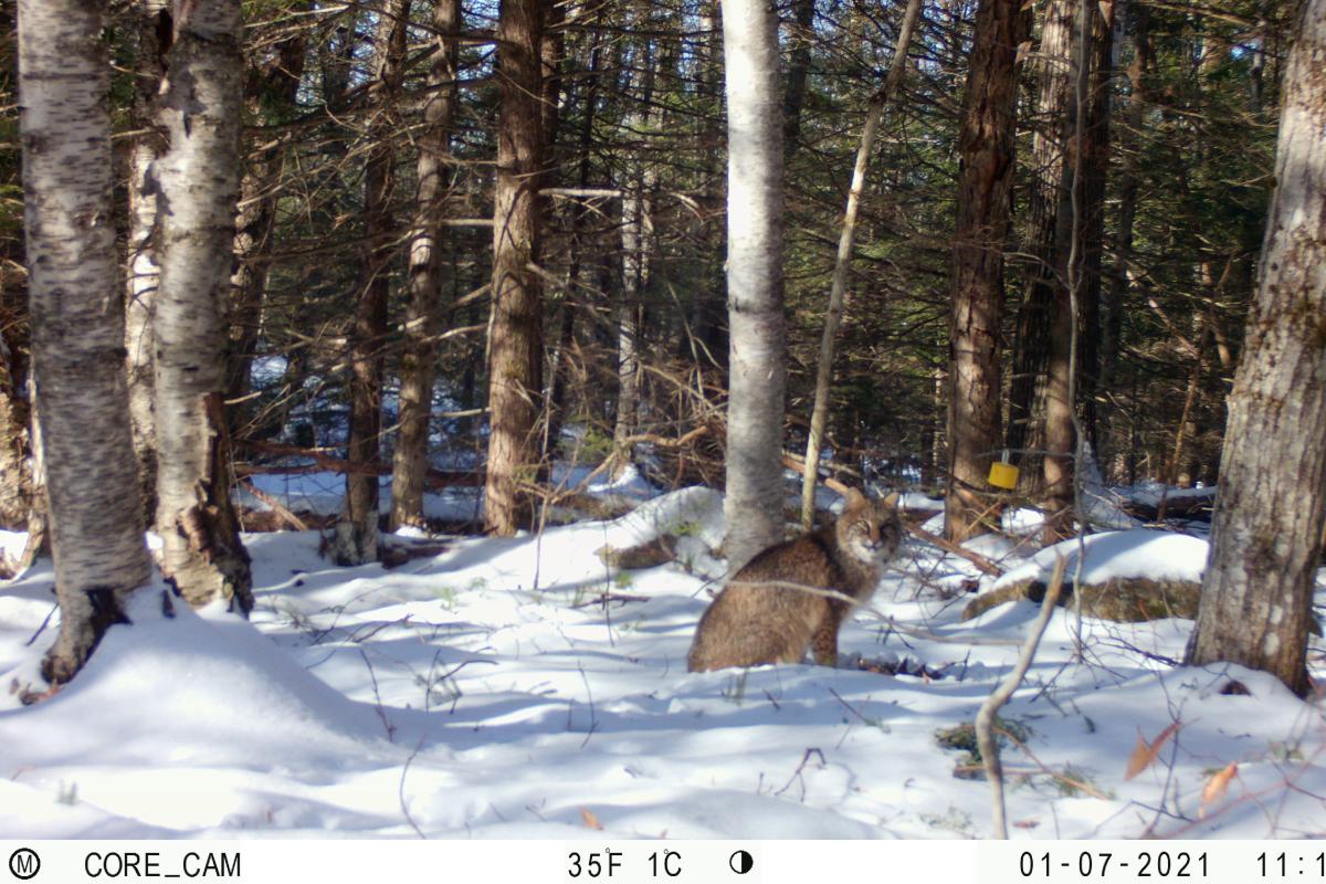bobcat_on_wood_rd_in_rindge